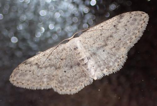 Réf. 288 785 : Idaea seriata